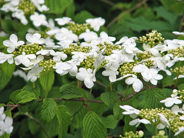 5 Native Plants You Should Add to Your Garden This Spring
