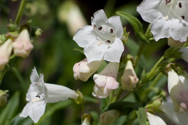Turn Your Garden Into a Hummingbird Paradise With These 5 Native Plants
