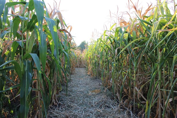 The Best Corn Mazes in the Hudson Valley