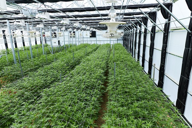 Farm-to-Label Cannabis Comes to the Berkshires
