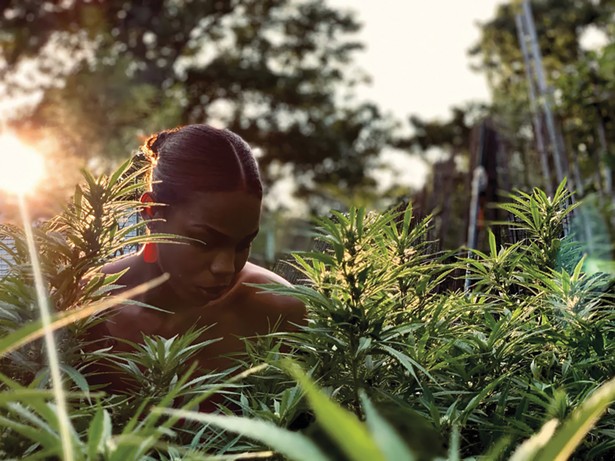 The Green Rush: Legal Cannabis on the Rise