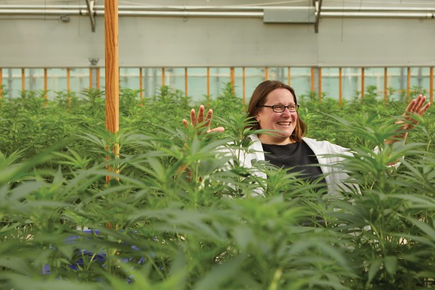 Higher Ed: New York Formulates a Cannabis Curriculum