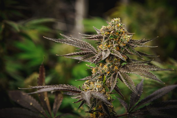 Three “Smash Hits” Strains Every Cannabis Lover Should Know