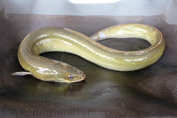 Hudson Eel Project: The Citizen Science Initiative Collecting Data and Cultivating Stewardship