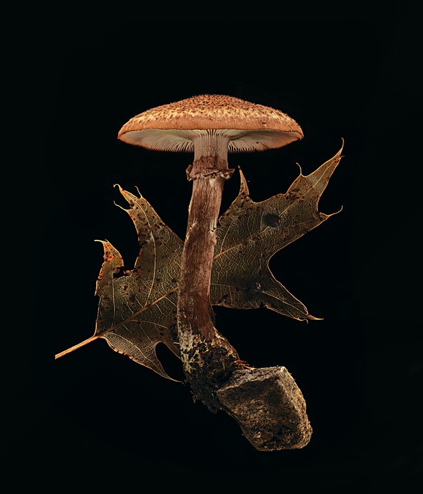 Frank Spinelli's Fungi Portraits in Mushrooms Exposed (2)