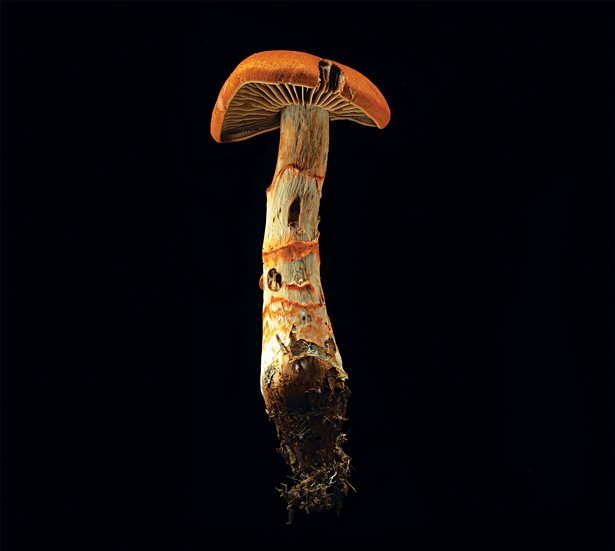 Frank Spinelli's Fungi Portraits in Mushrooms Exposed (3)