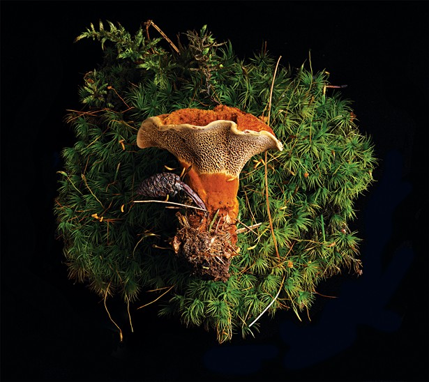 Frank Spinelli's Fungi Portraits in Mushrooms Exposed (4)