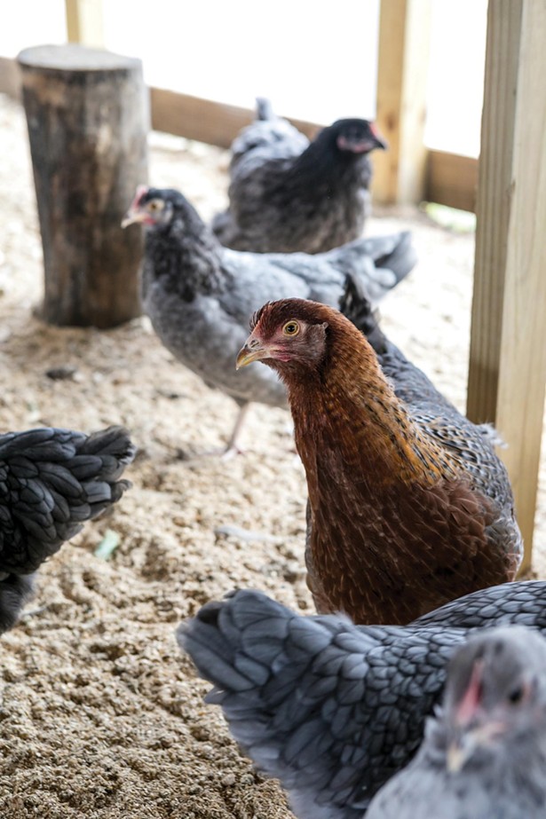 Chicken Math: An Unlikely Homestead in Freehold