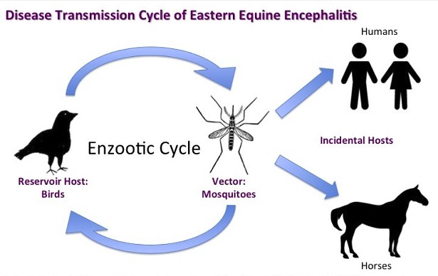 Hudson Valley Health Officials Concerned About Eastern Equine Encephalitis