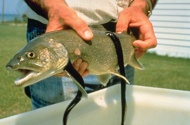 Invasive Species Threaten Great Lakes Fauna and Flora