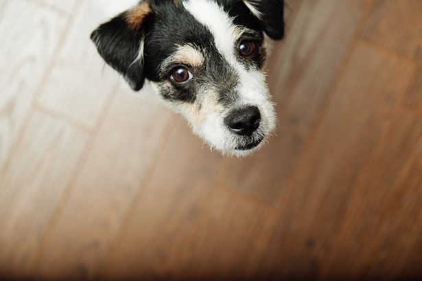 Pets Underfoot? A Flooring Guide for Pet Owners