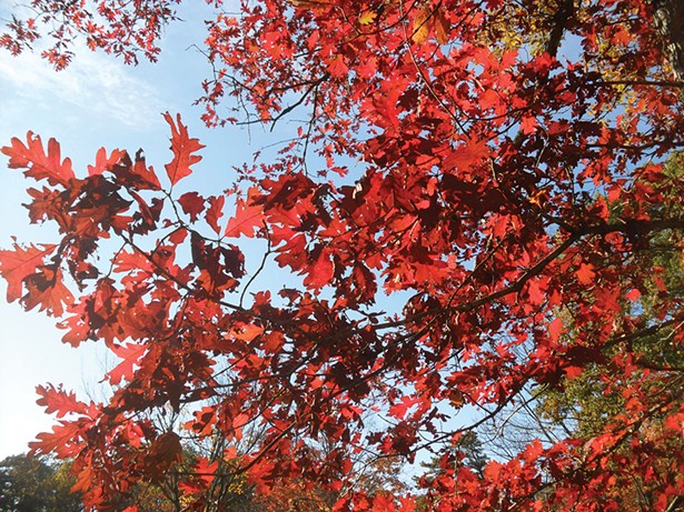 The Science of Leaf Color Change &amp; Where to Go to Enjoy the Hudson Valley Fall Foliage