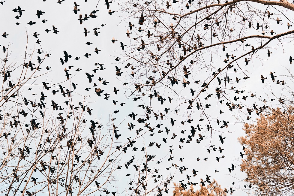 parting-shot-teresa-horgan-starlings-001.jpg