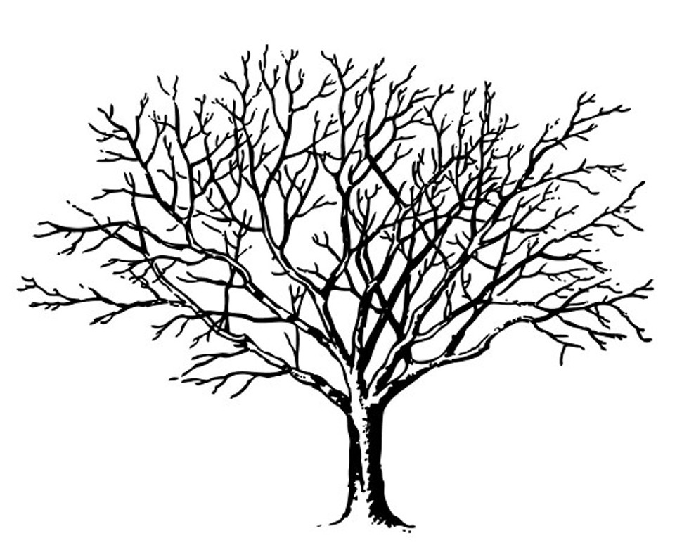 d13c431c_black-and-white-bare-tree-clipart-kcno4gacq.jpeg