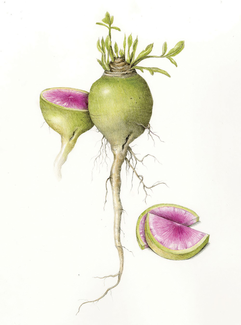 RHS Decoupage Paper Botanical Drawings | Annie Sloan