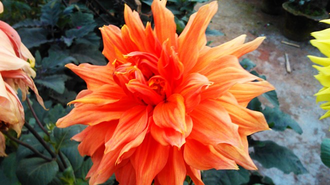 Tips for Growing Dahlia Flowers