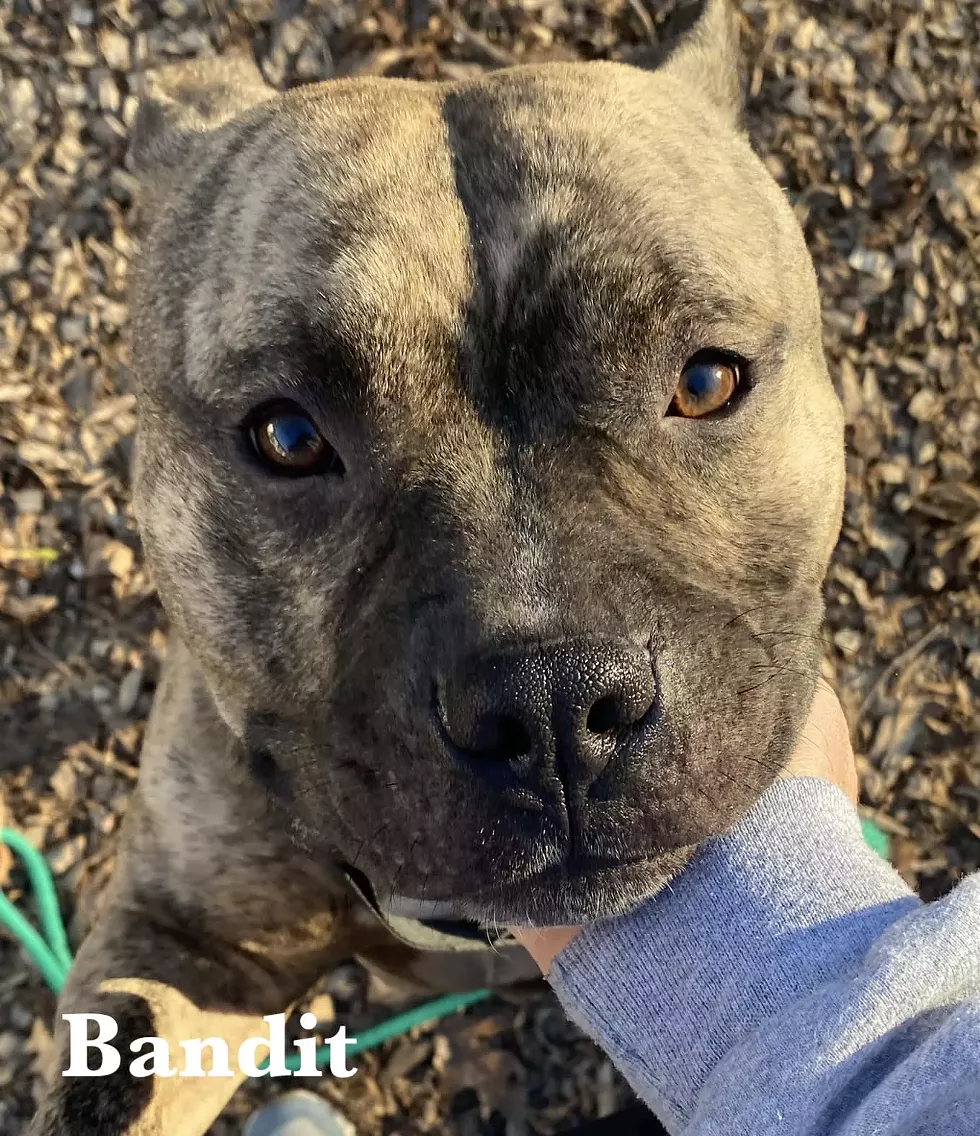 bandit.webp