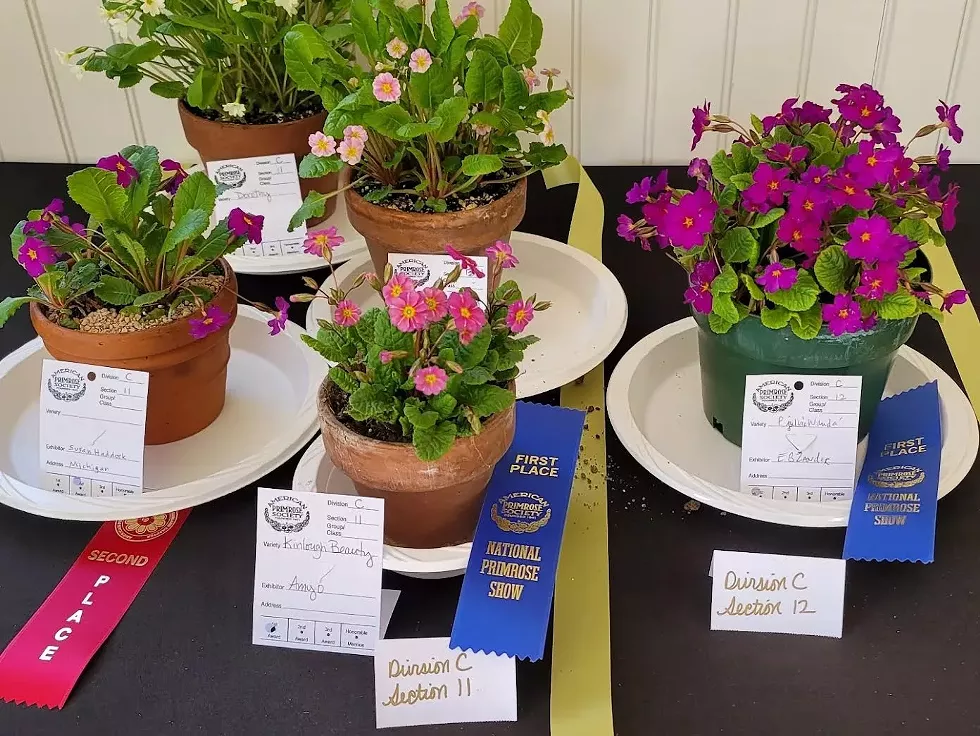 Primula Society Show 2025