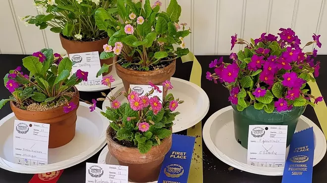 Image: Welcome Spring! Primrose Show, Plant Sales, Garden Talks