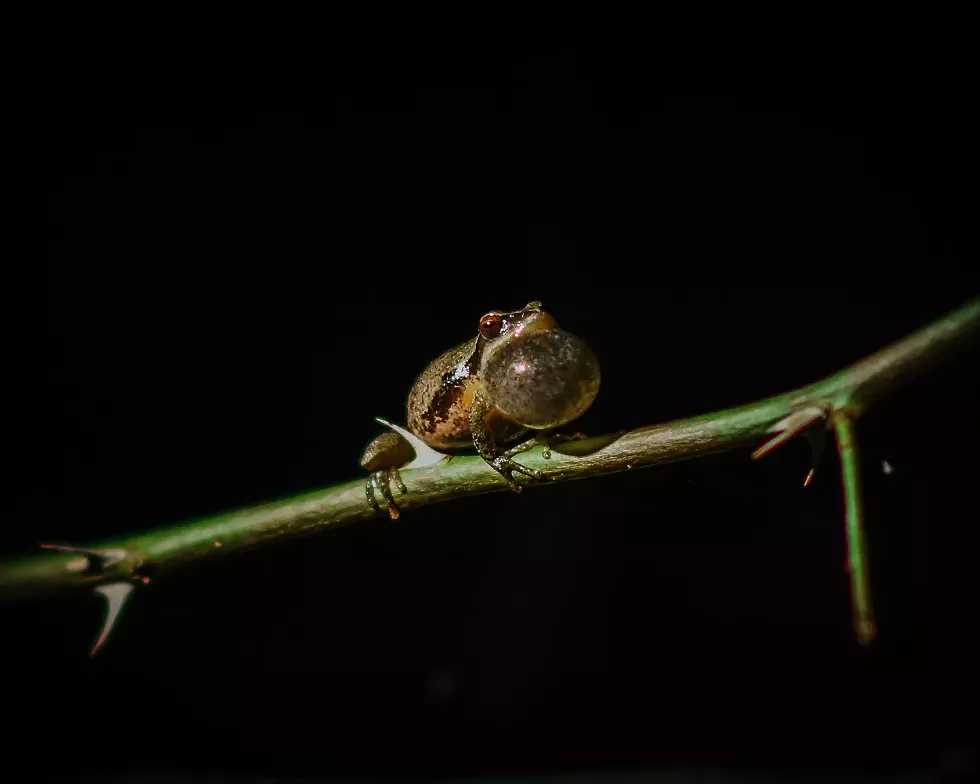 springpeeper-by-dx-lanson_smaller_size.webp