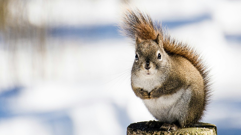 squirrel-in-snow.jpg