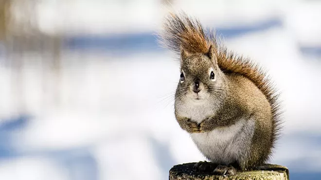 Image: Where Do the Animals Go When It Snows?