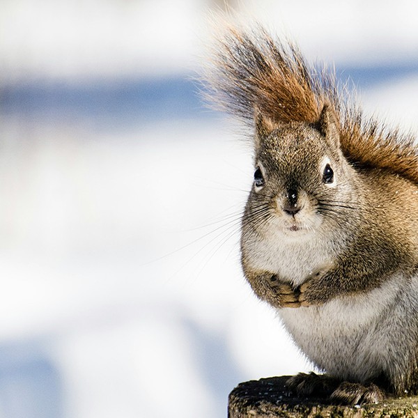 Where Do the Animals Go When It Snows?