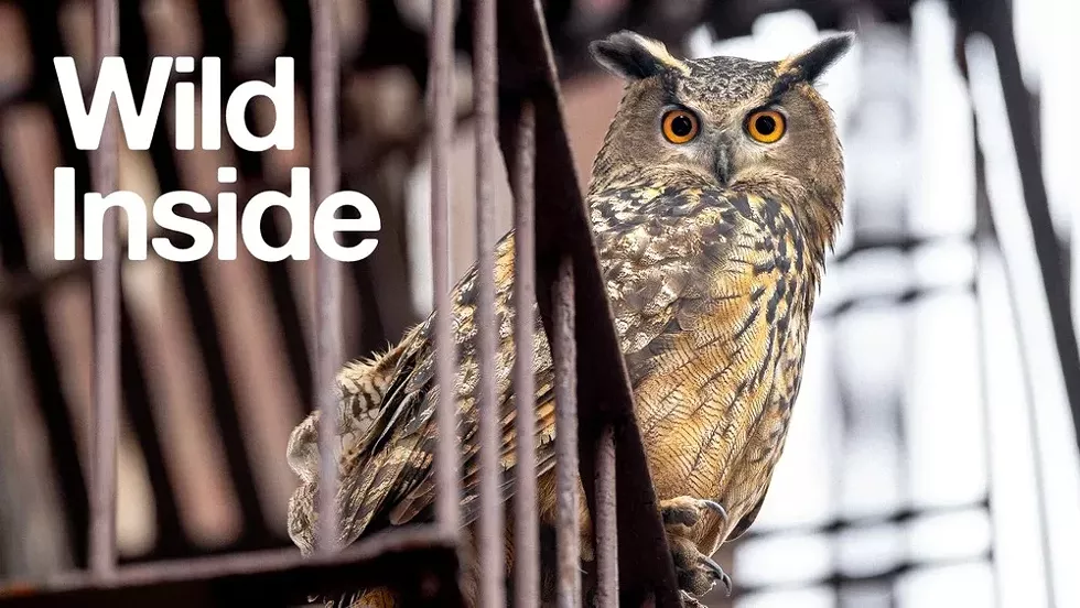 wild-inside.webp