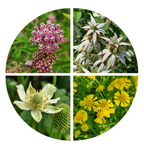 Image: Wild Ones Mid-Hudson Valley Native Plant Sale