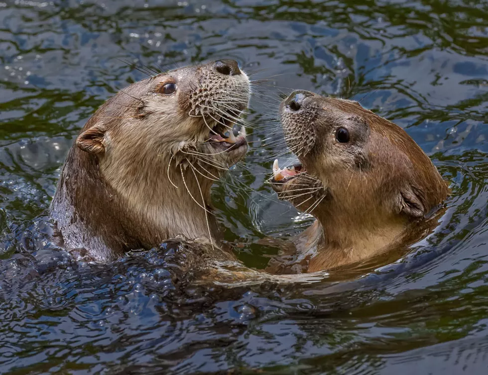 Otterly in Love, Ann Shelbourne