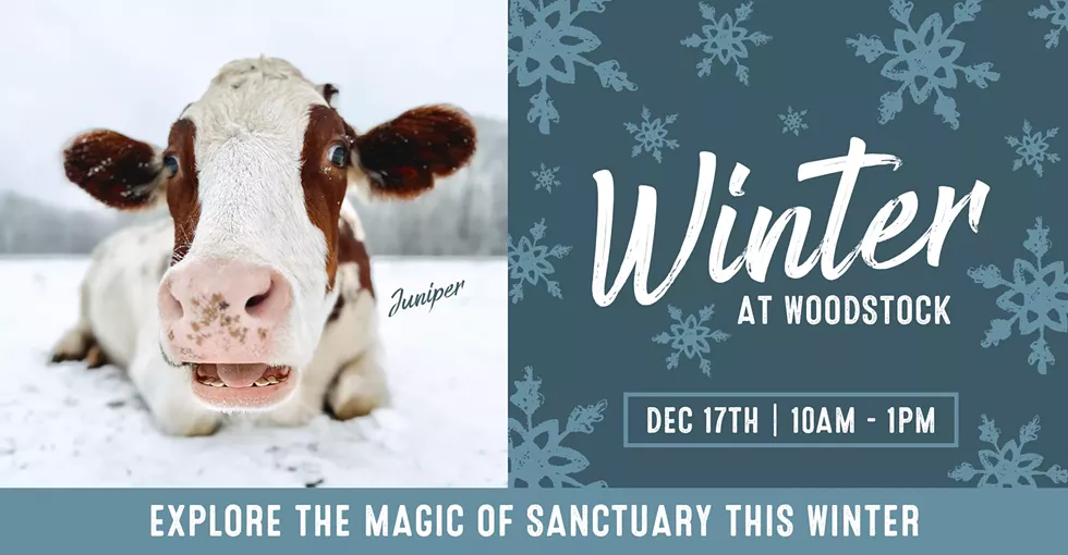 winter-at-woodstock-december-woodstock-farm-sanctuary-2023.webp