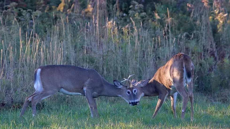 white-tailed-deer-david-soete.webp